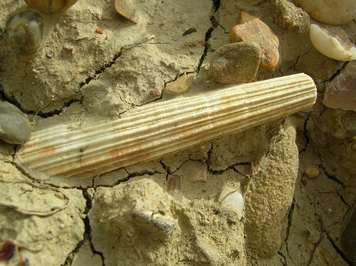 fossile da determinare